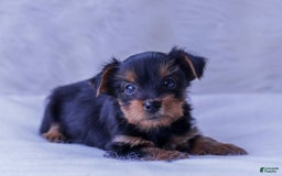 Yorkshire Terrier dogs for sale: Yorkshire Terrier 5 puppies - Image 1
