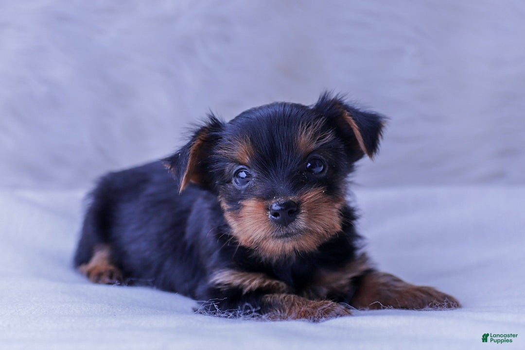 Yorkshire Terrier dogs for sale: Yorkshire Terrier 5 puppies - Image 1
