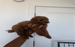 Miniature Poodle dogs for sale: Cody - Image 2