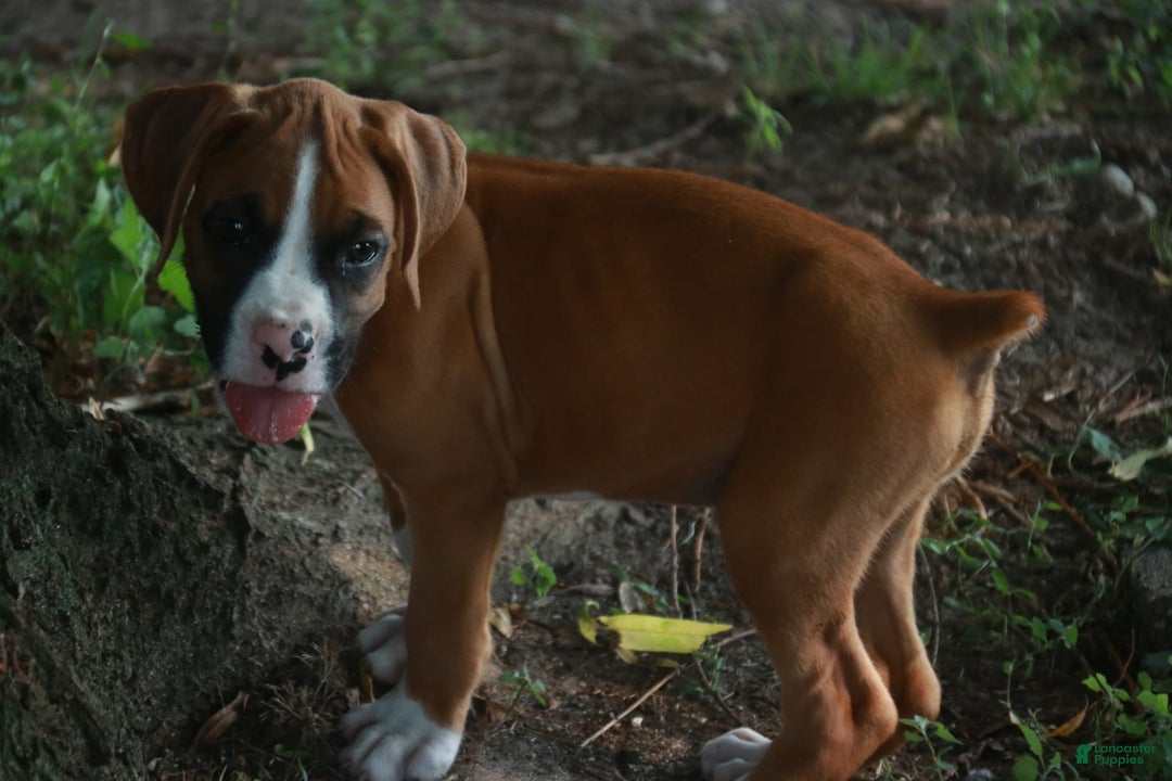 Boxer dogs for sale: Samson - Image 8