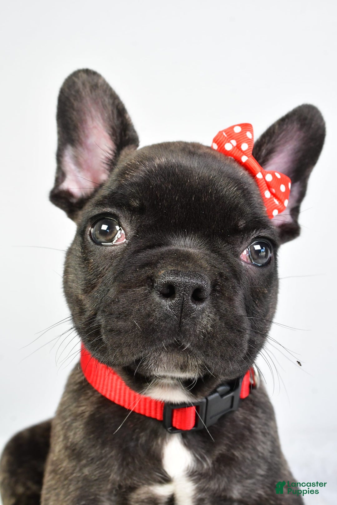 French Bulldog dogs for sale: Archie - Image 7