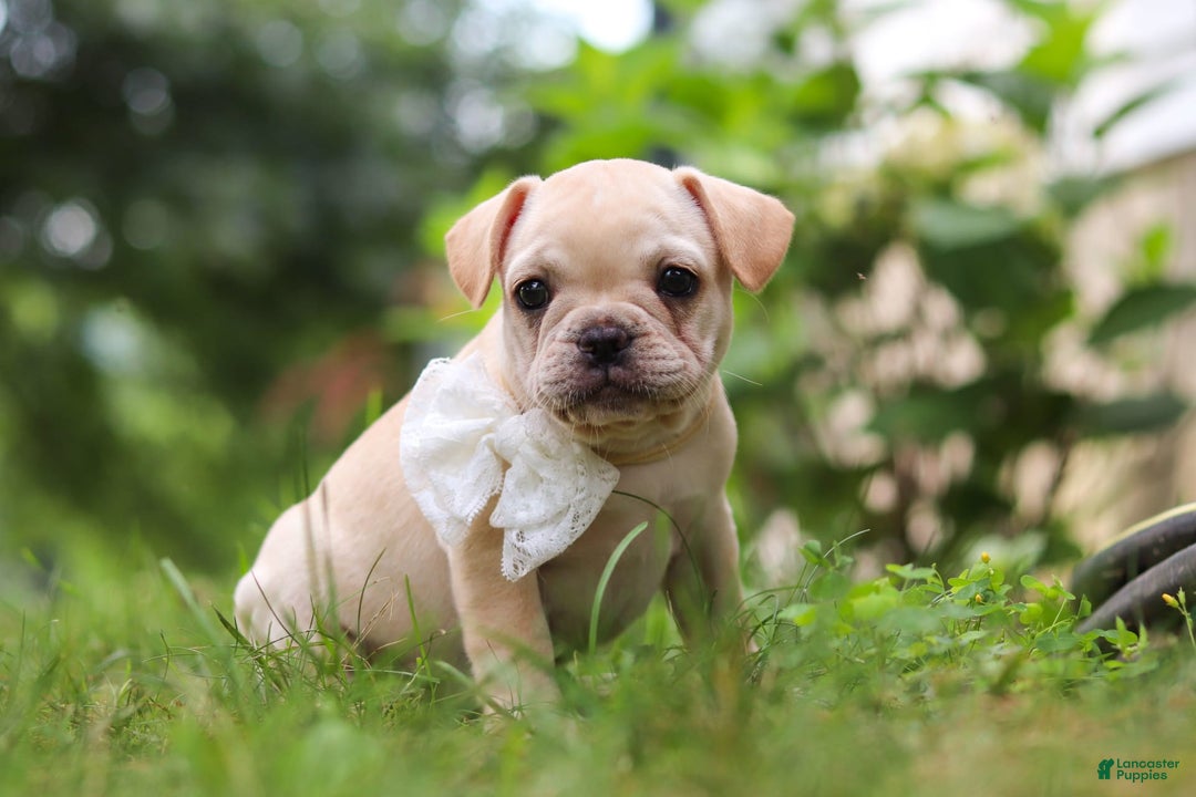 French Bulldog dogs for sale: Margo - Image 8