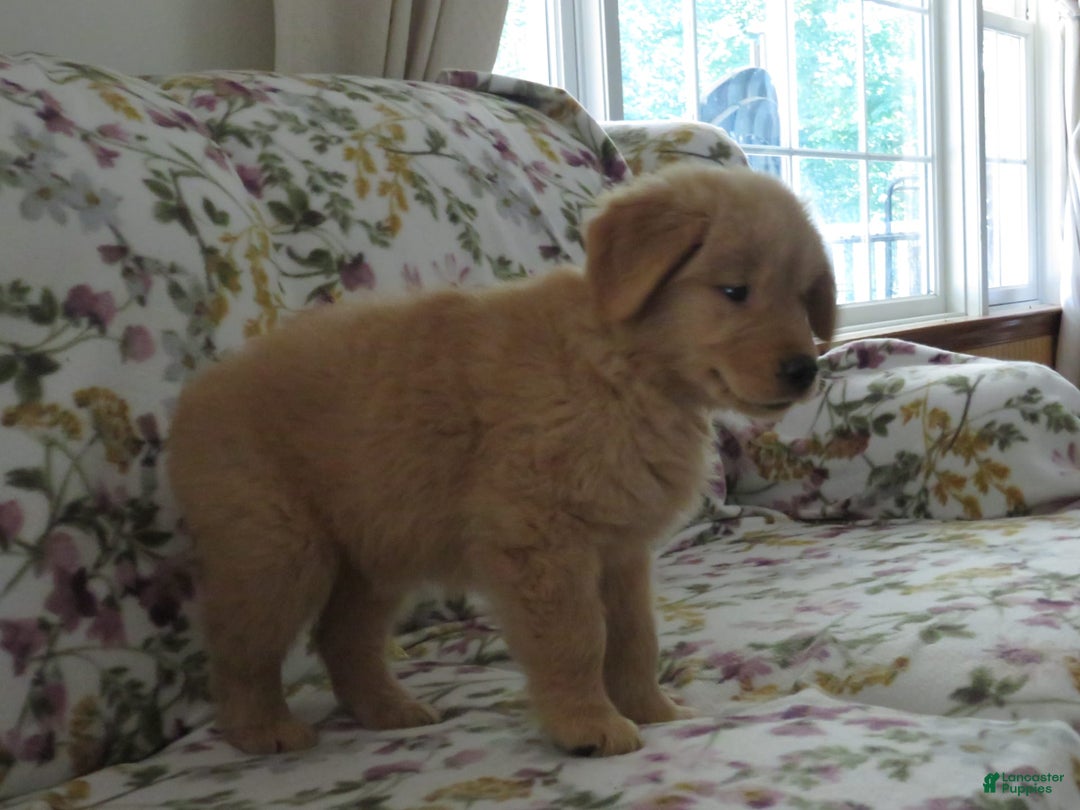 Golden Retriever dogs for sale: Starburst - Image 3