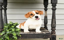 Jack Russell Terrier dogs for sale: Starburst - Image 5