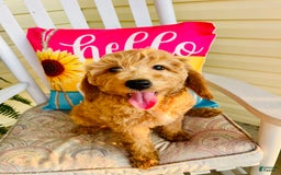 Mini Goldendoodle dogs for sale: Donut - Image 10