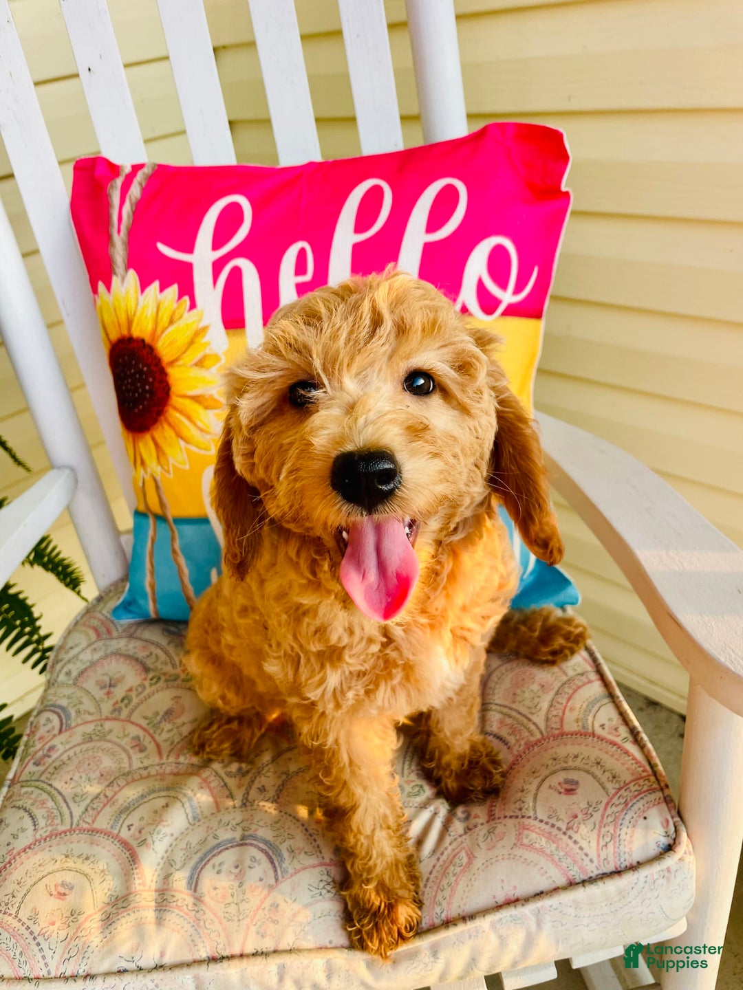 Mini Goldendoodle dogs for sale: Donut - Image 10