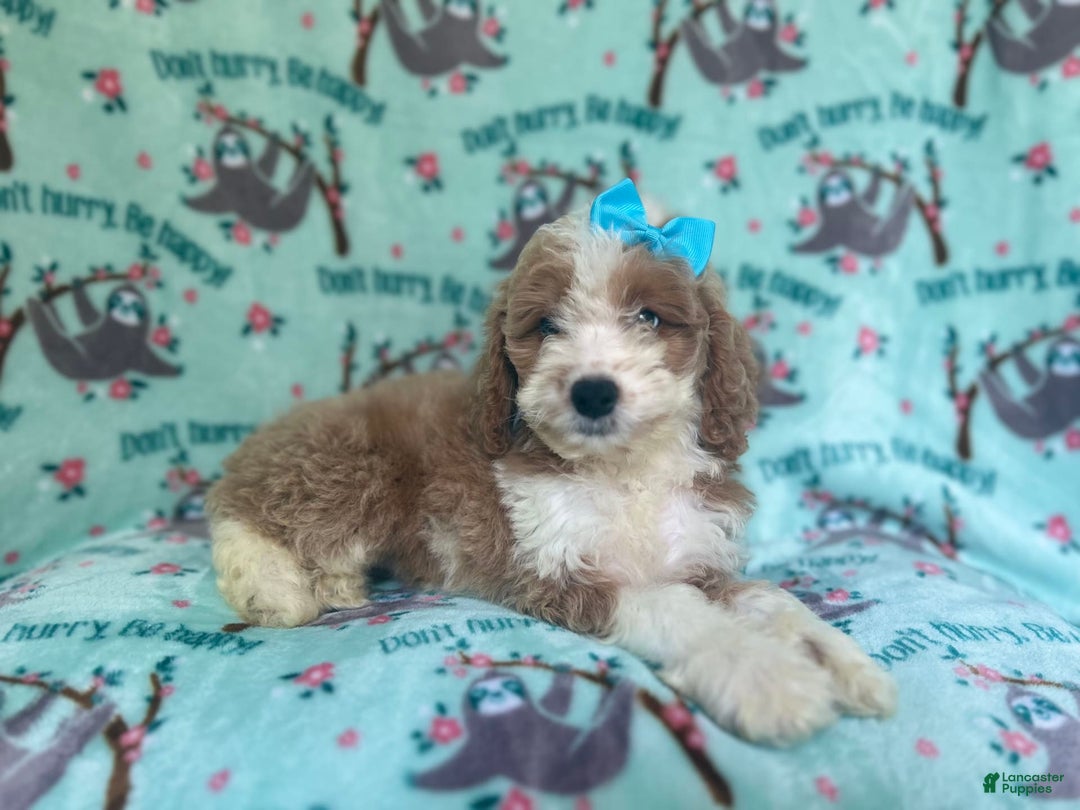 Cockapoo dogs for sale: Buttercup - Image 10