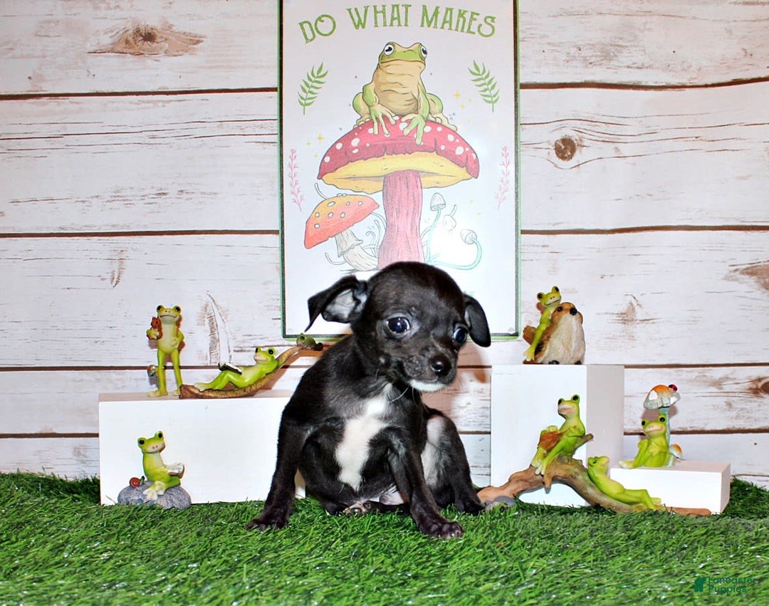 Chihuahua dogs for sale: Sullivan - Image 6