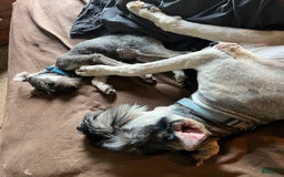 Miniature Schnauzer dogs for sale: Puppy two - Image 6