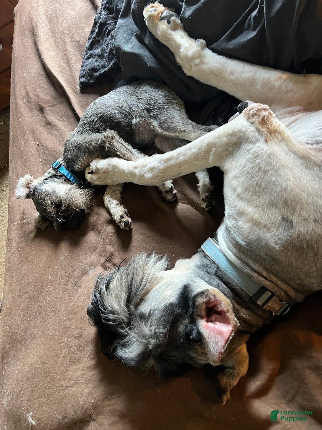 Miniature Schnauzer dogs for sale: Puppy two - Image 6