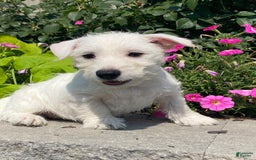 West Highland Terrier dogs for sale: Wendy - Image 1