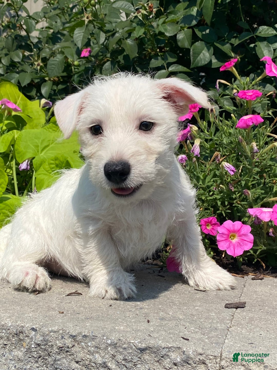West Highland Terrier dogs for sale: Wendy - Image 1