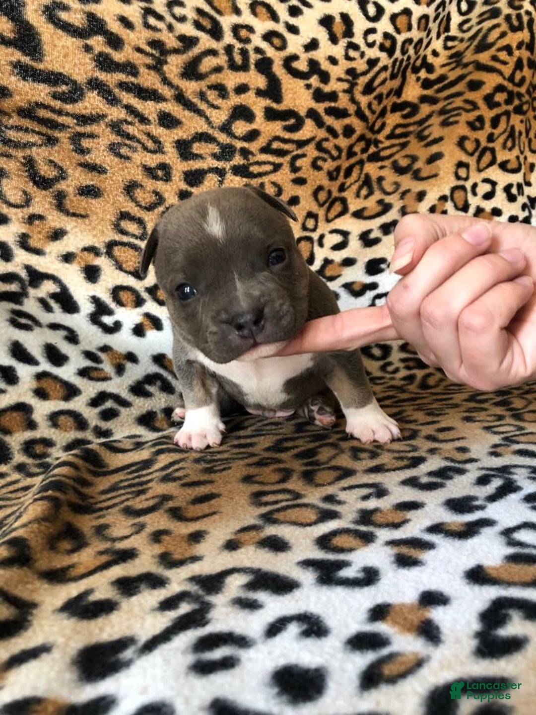 American Bully dogs for sale: Big Boy - Image 6