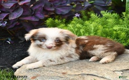 Miniature Australian Shepherd dogs for sale: Chief - Image 2