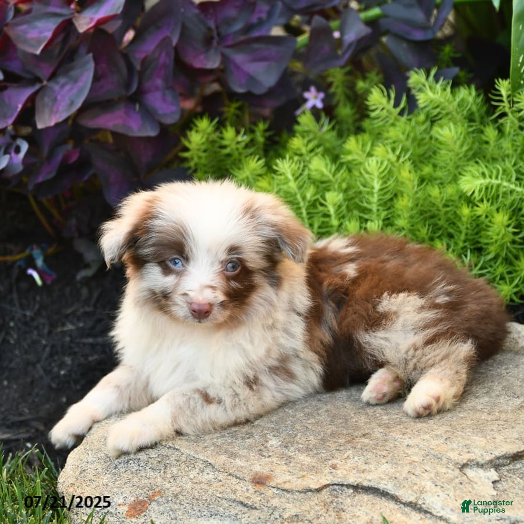Miniature Australian Shepherd dogs for sale: Chief - Image 2