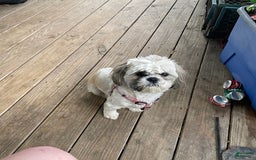 Shih Tzu dogs for sale: Little Rascal - Image 8