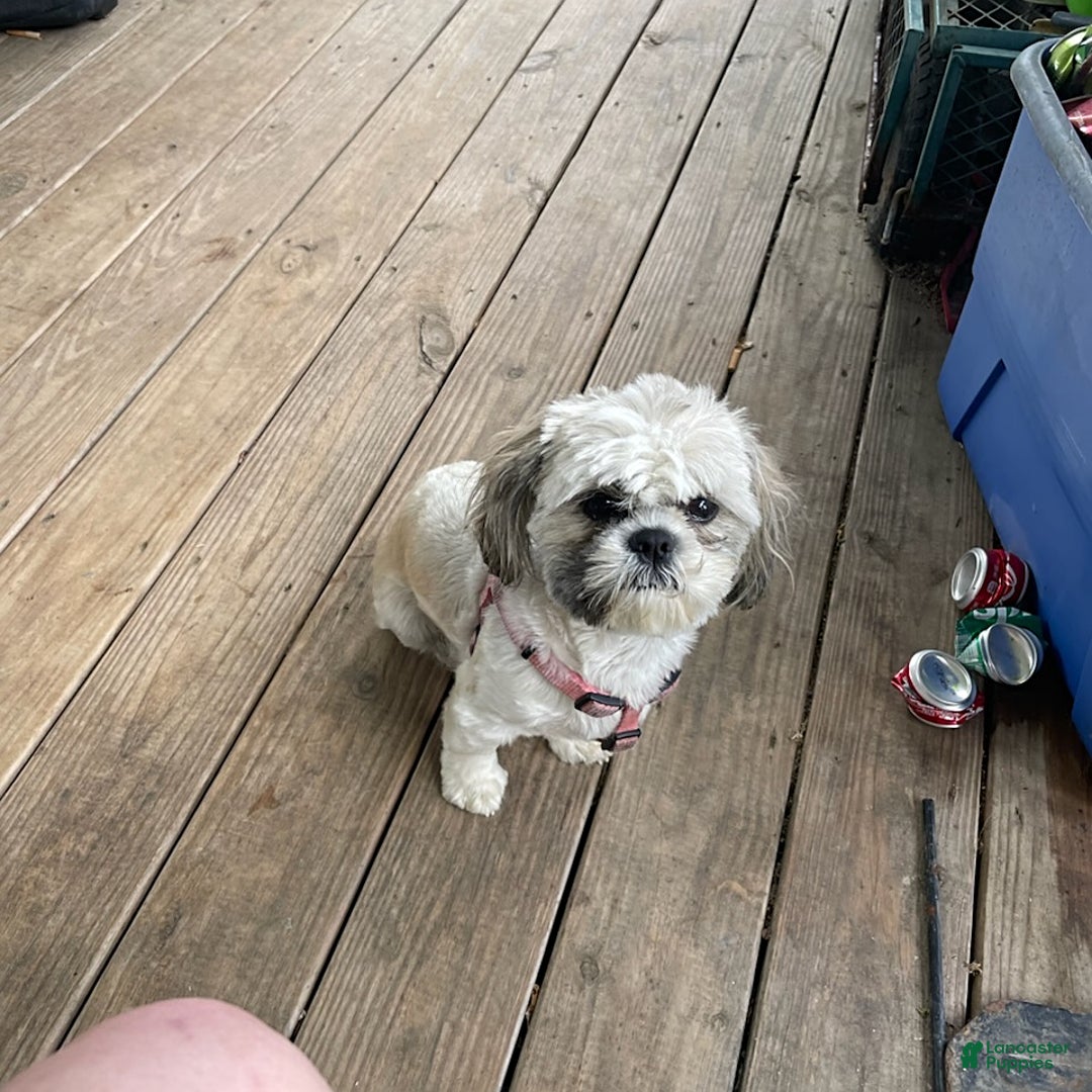 Shih Tzu dogs for sale: Little Rascal - Image 8