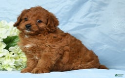 Cavapoo dogs for sale: Tinker - Image 2