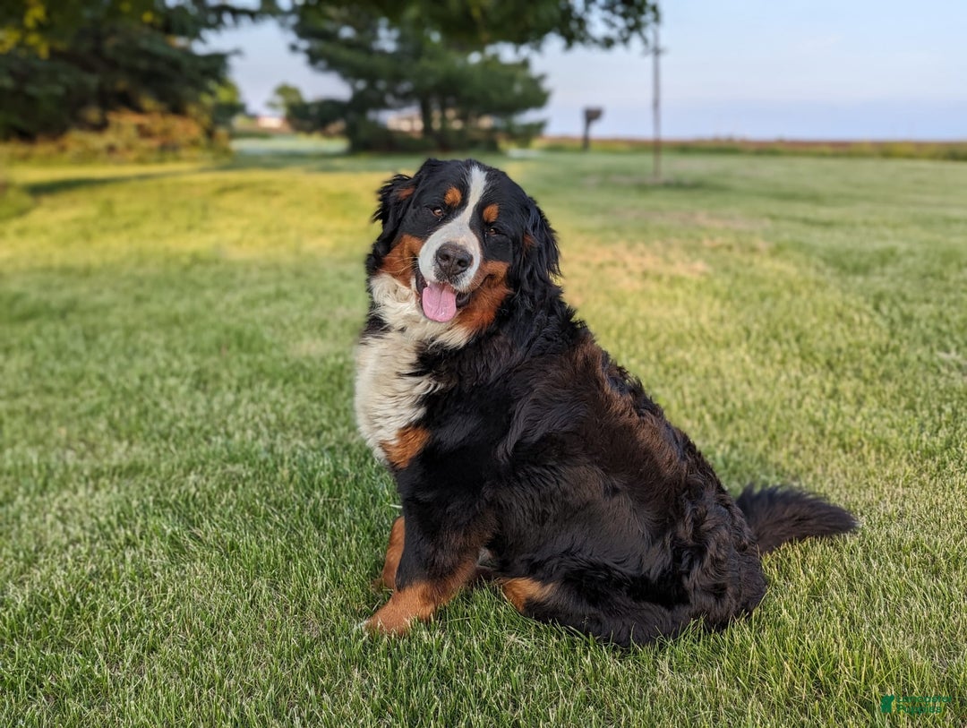 Bernedoodle dogs for sale: Ginger - Image 10