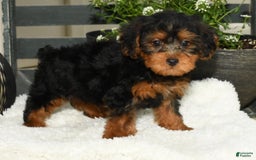 Yorkiepoo dogs for sale: Lucas - Image 9