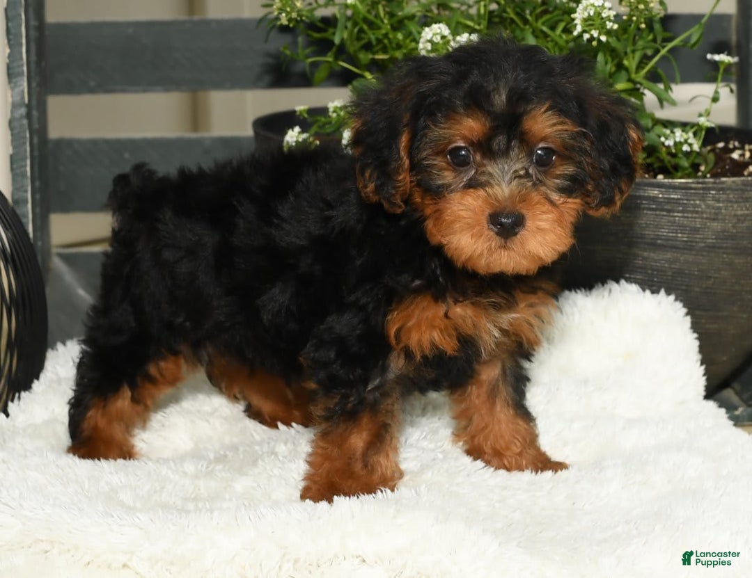 Yorkiepoo dogs for sale: Lucas - Image 9