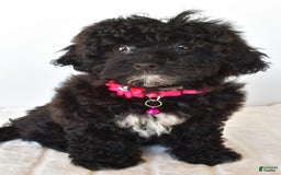 Bichpoo dogs for sale: Roxan - Image 7