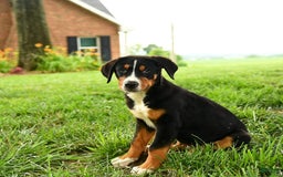 Greater Swiss Mountain Dog dogs for sale: Chip - Image 6