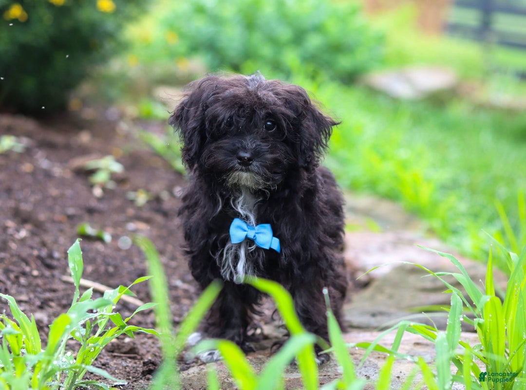 Yorkiepoo dogs for sale: Moses - Image 17