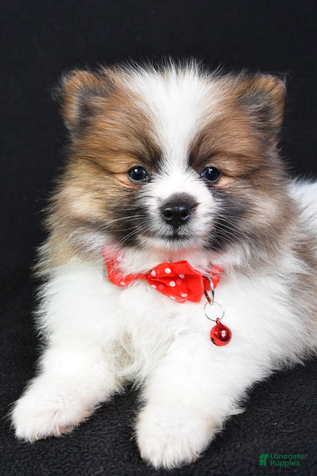 Pomeranian dogs for sale: Edger - Image 5