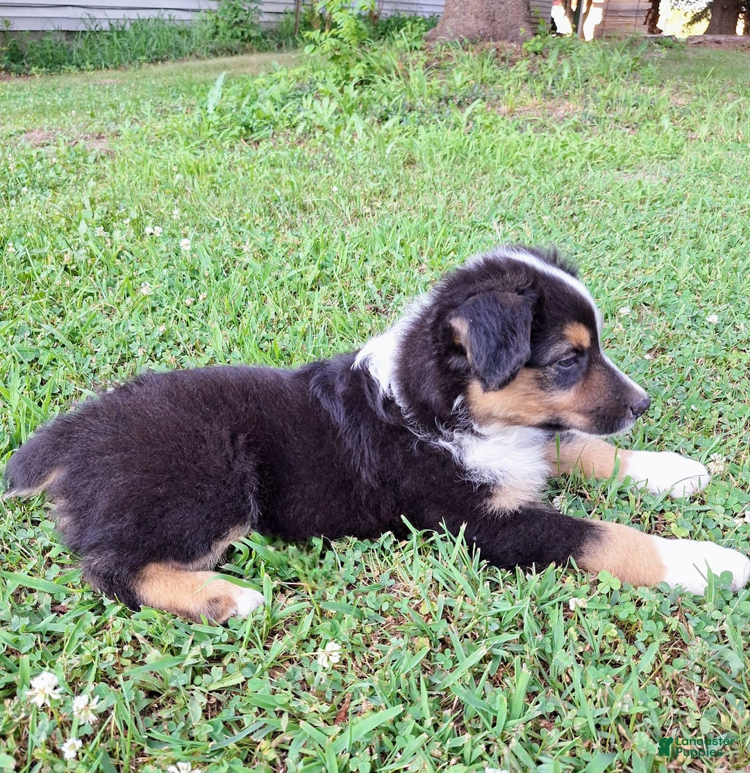 Australian Shepherd dogs for sale: Hardison - Image 10