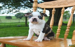 Boston Terrier dogs for sale: Hero - Image 4