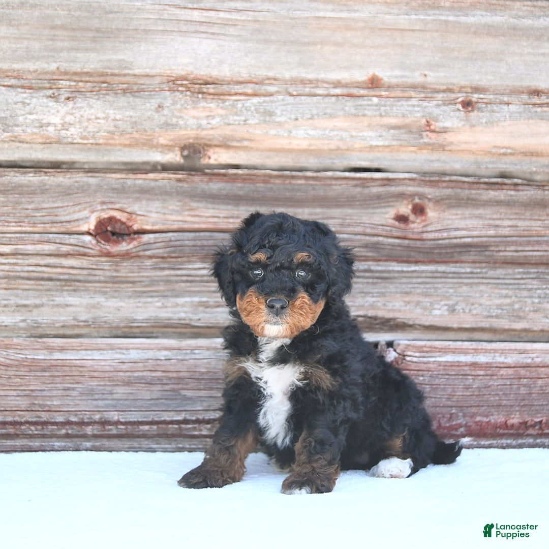 Miniature Poodle dogs for sale: Myla - Image 10