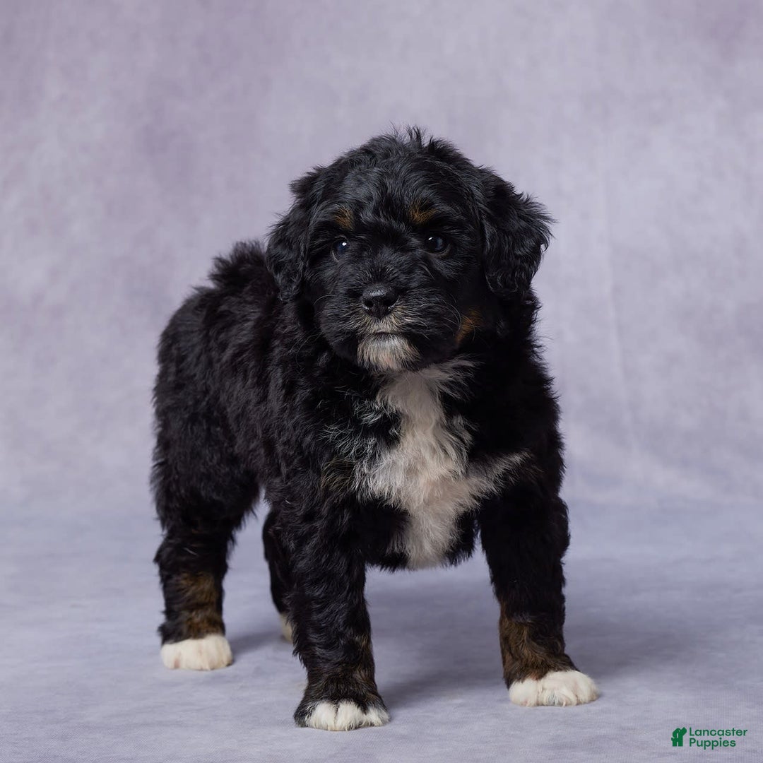 Mini Bernedoodle dogs for sale: Jewel - Image 8