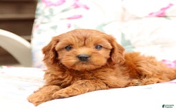 Cavapoo dogs for sale: Cavapoo 5 puppies - Image 13