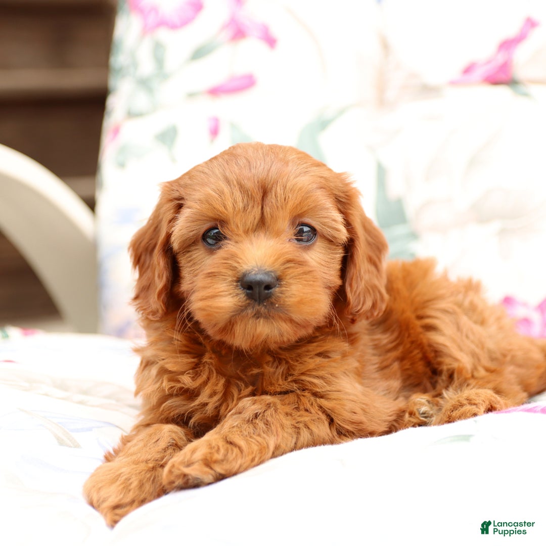 Cavapoo dogs for sale: Cavapoo 5 puppies - Image 13