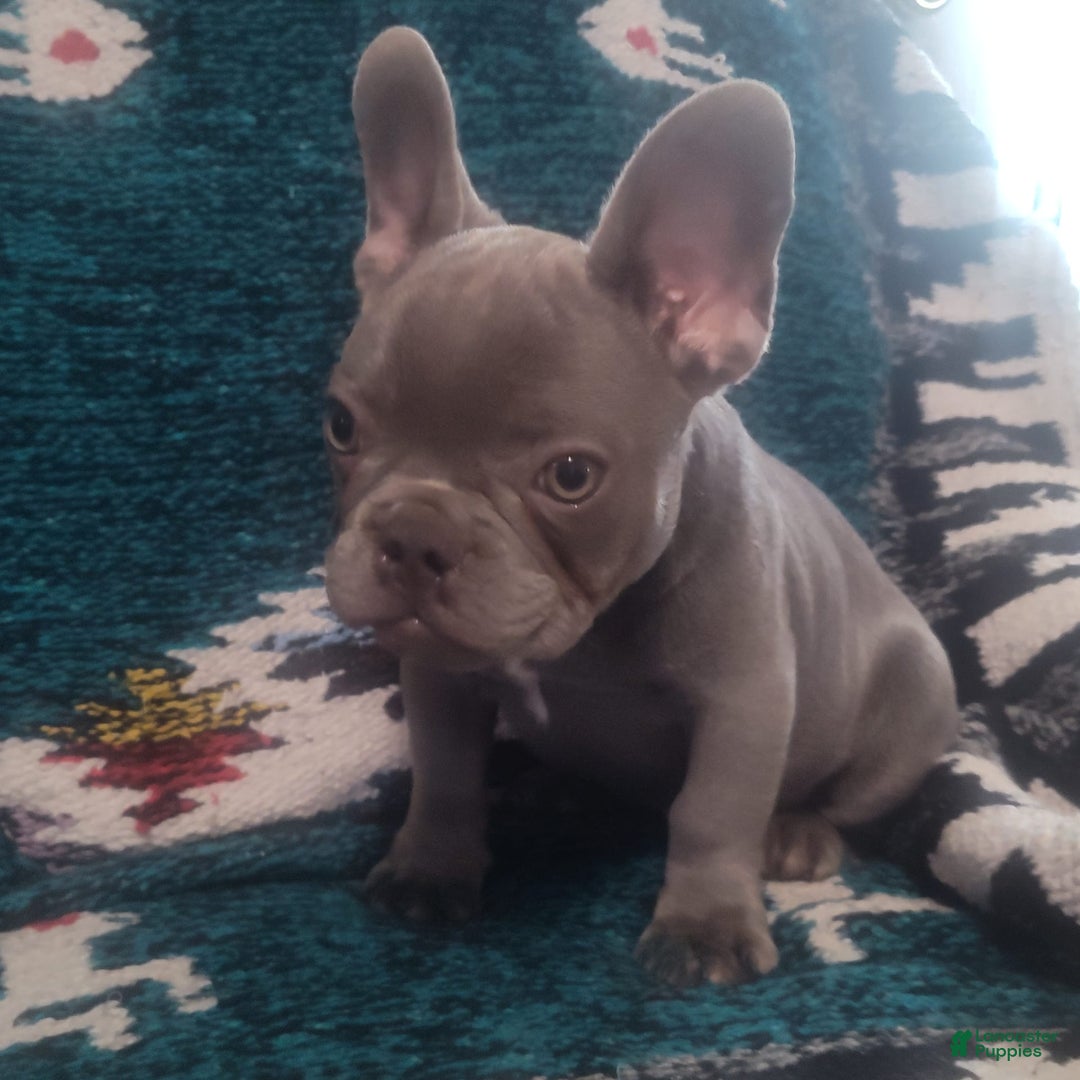 French Bulldog dogs for sale: French Bulldogs - Image 1