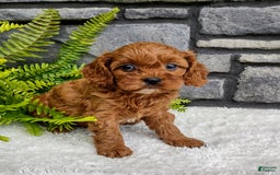 Cavapoo dogs for sale: Sadie - Image 4