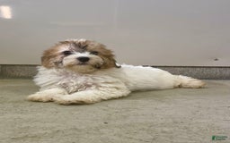 Shih Tzu dogs for sale: Oliver - Image 2