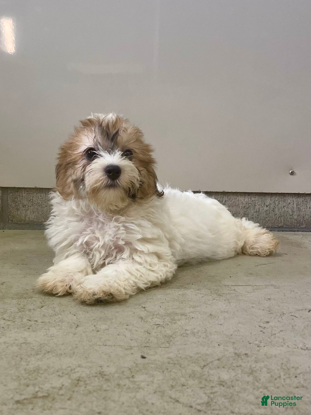 Shih Tzu dogs for sale: Oliver - Image 2