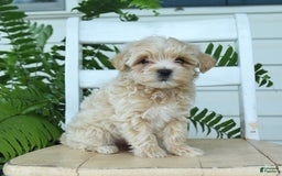 Maltipoo dogs for sale: Tanner - Image 1