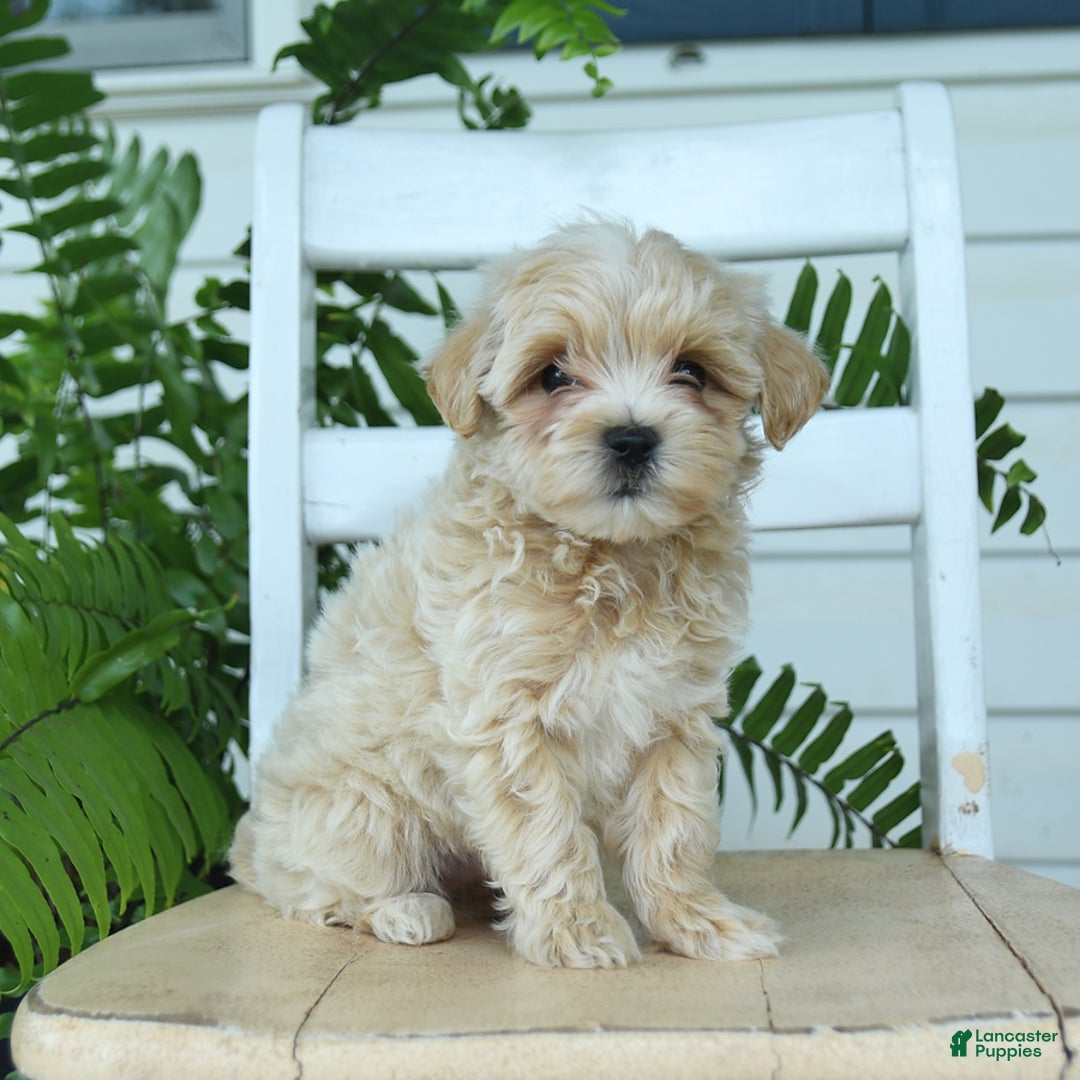 Maltipoo dogs for sale: Tanner - Image 1