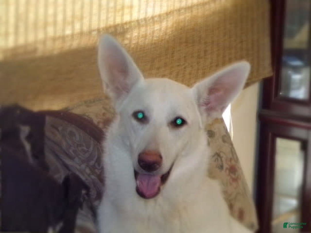 German Shepherd dogs for sale: Duchess - Image 4