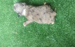 Chihuahua dogs for sale: Merle - Image 2