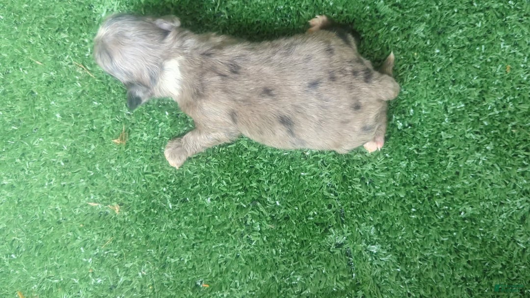 Chihuahua dogs for sale: Merle - Image 2