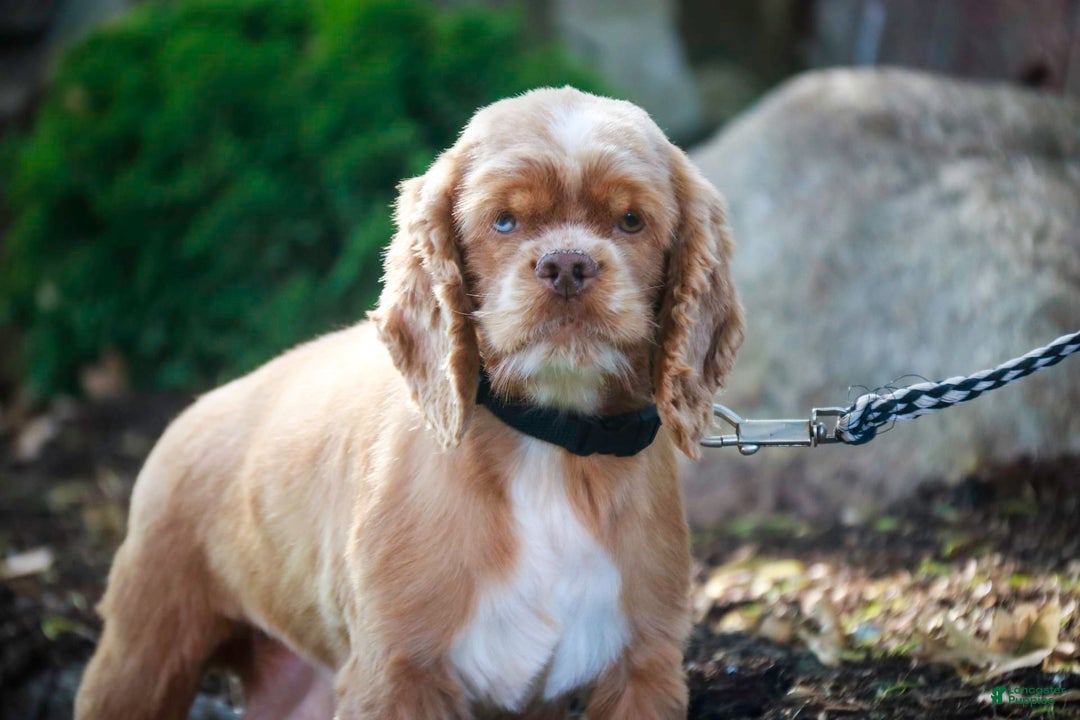Cocker Spaniel dogs for sale: Dane - Image 21
