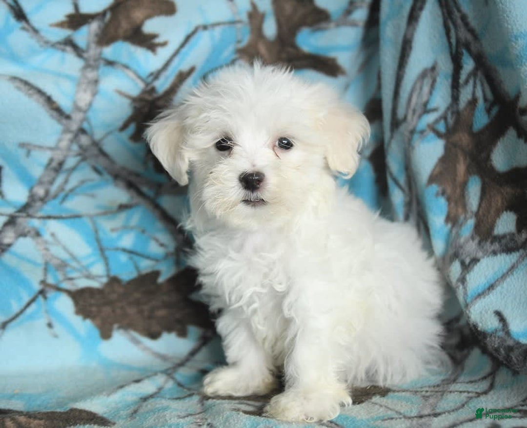 Maltese dogs for sale: Jasper - Image 11