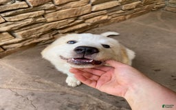 Great Pyrenees dogs for sale: Charlotte - Image 6