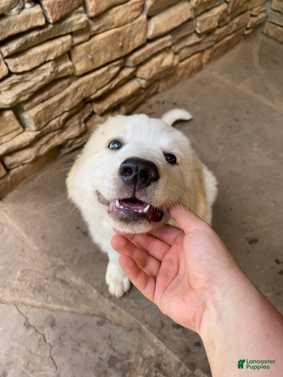 Great Pyrenees dogs for sale: Charlotte - Image 6