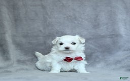 Maltese dogs for sale: Kash - Image 15
