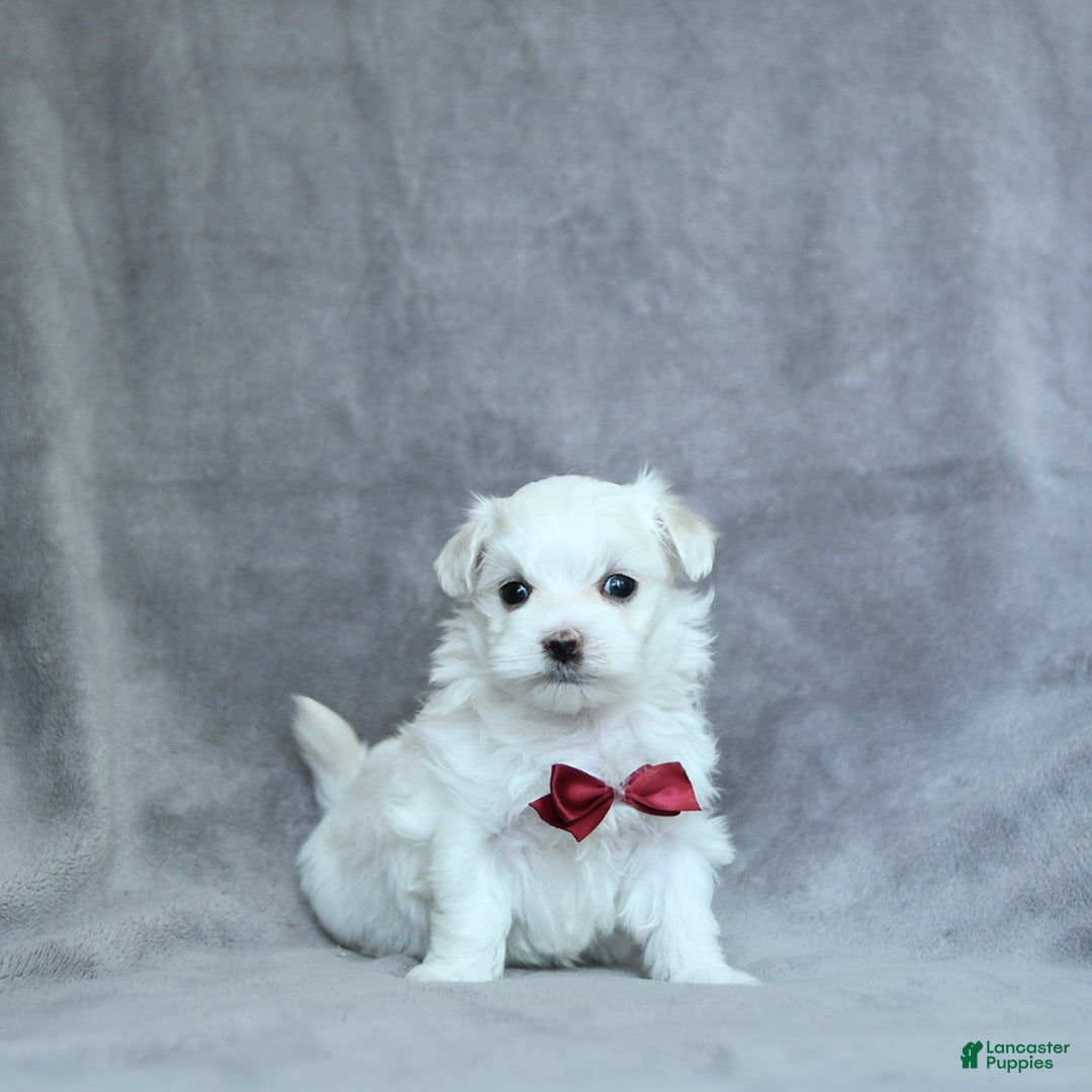 Maltese dogs for sale: Kash - Image 15
